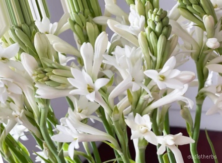 augmented_Polianthes tuberosa flower10_0_9648.jpeg